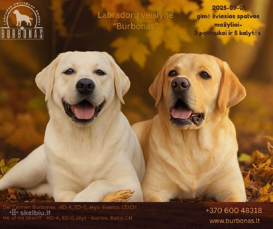 Labradorų veislynas "Burbonas"! Spali bus vada! - nuotraukos Nr. 8