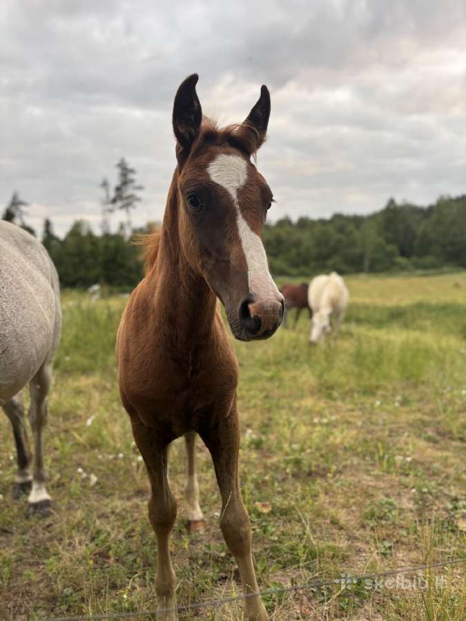Širmaslietuvos jojamasis ponis - nuotraukos Nr. 2