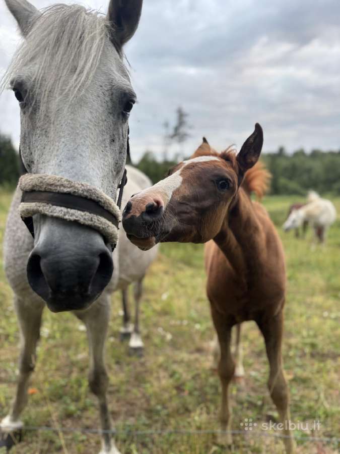 Širmaslietuvos jojamasis ponis - nuotraukos Nr. 3