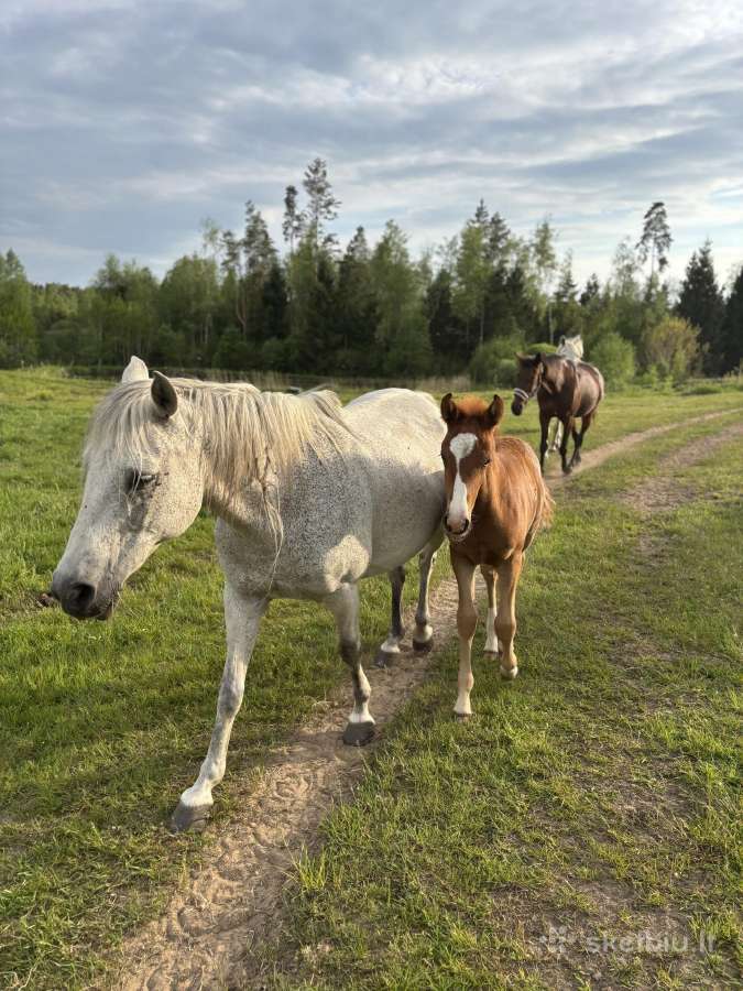 Širmaslietuvos jojamasis ponis - nuotraukos Nr. 5