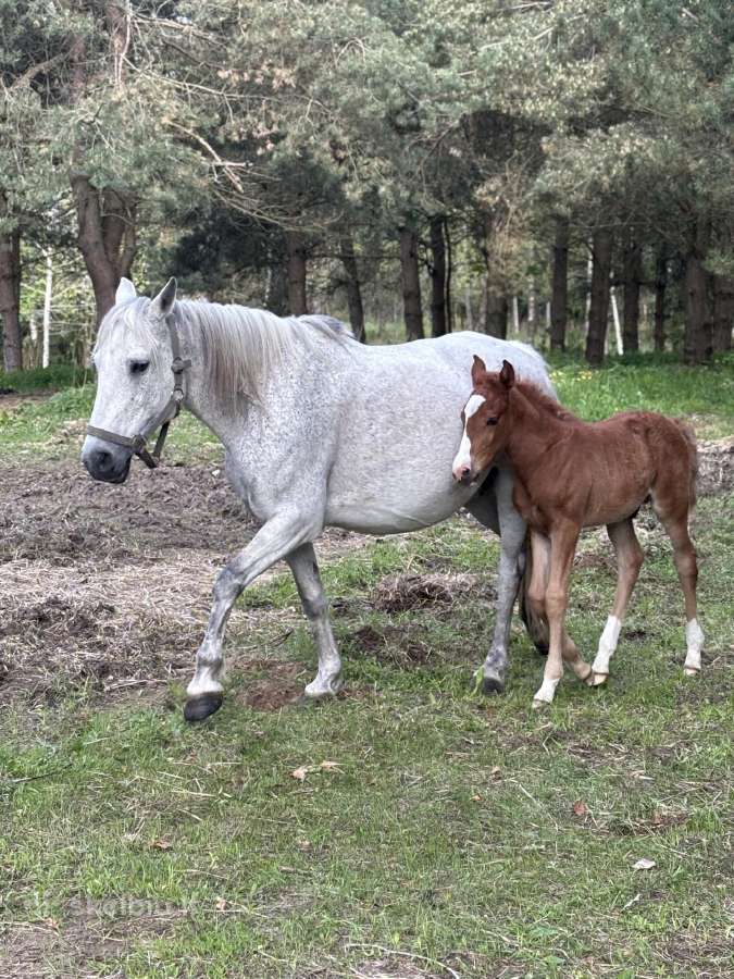 Širmaslietuvos jojamasis ponis - nuotraukos Nr. 6
