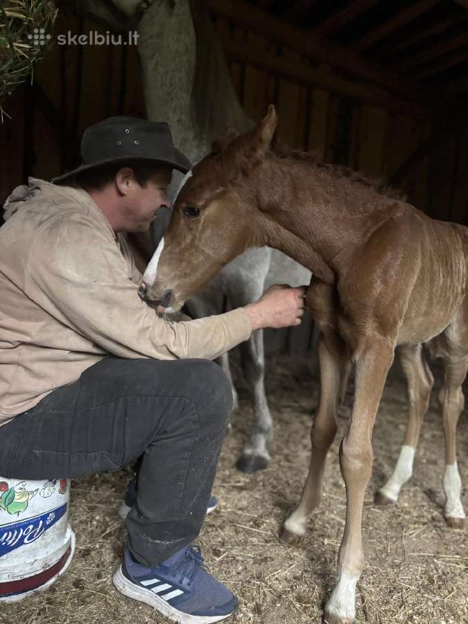 Širmaslietuvos jojamasis ponis - nuotraukos Nr. 7