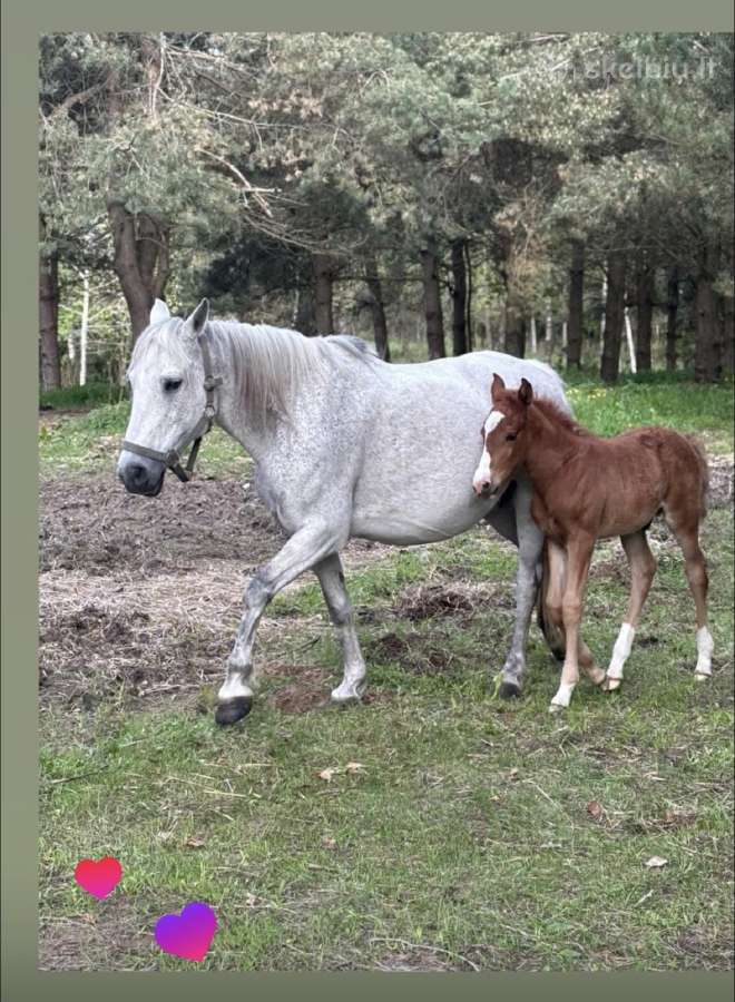 Širmaslietuvos jojamasis ponis - nuotraukos Nr. 12