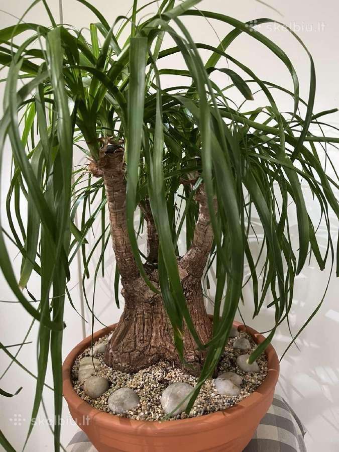 Parduodu kambarines geles - nuotraukos Nr. 4