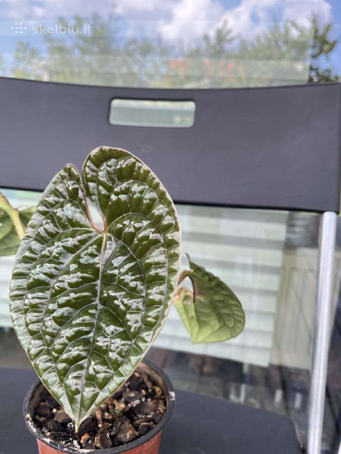 Parduodu kambarines geles - nuotraukos Nr. 16