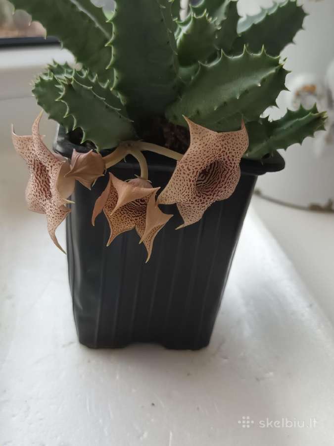 Huernia thuretii, foto parduodamo augalo - nuotraukos Nr. 4
