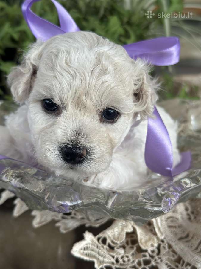 Kilmingi garbanotieji bišonai/ bichon frise - nuotraukos Nr. 4