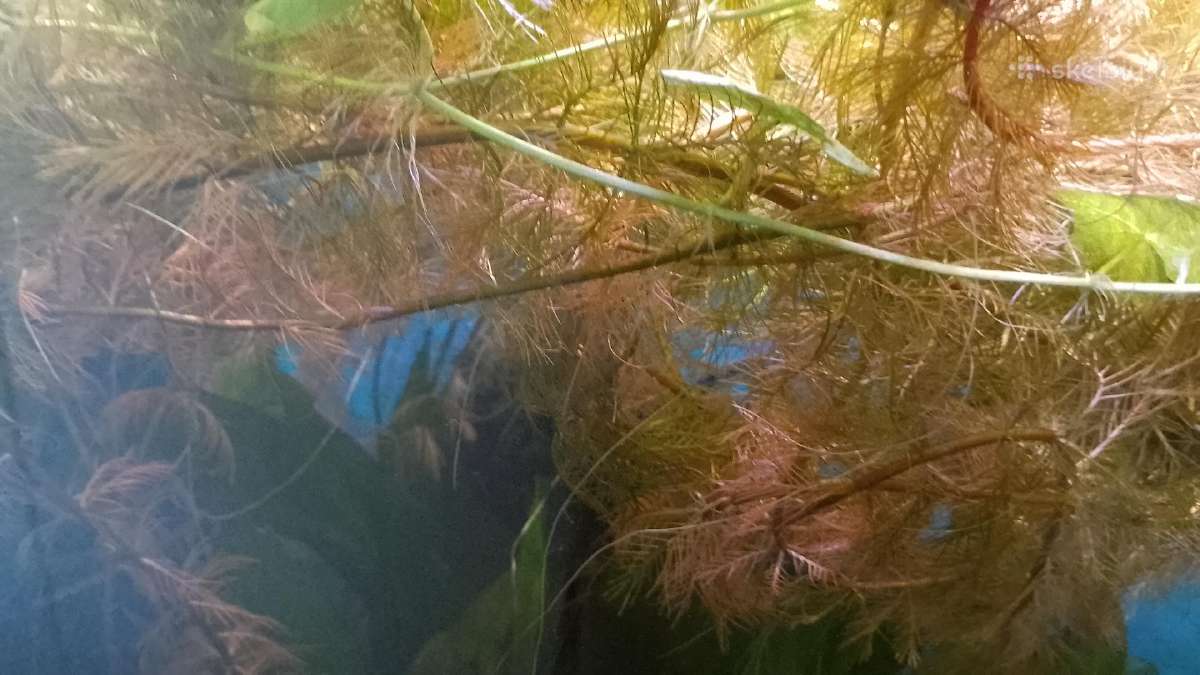 Akvariumo augalai pigiai, Easy-life Profito trąšos - nuotraukos Nr. 23