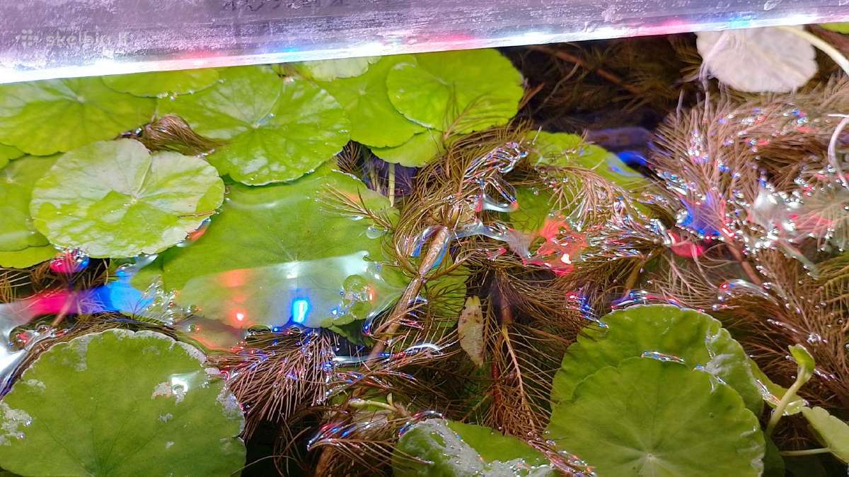 Akvariumo augalai pigiai, Easy-life Profito trąšos - nuotraukos Nr. 14