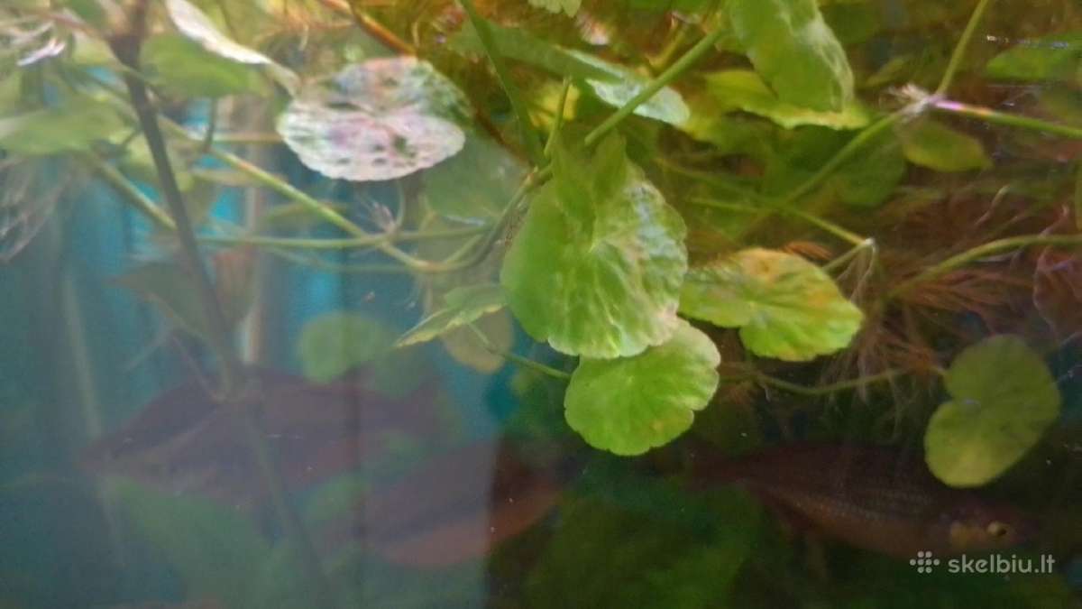 Akvariumo augalai pigiai, Easy-life Profito trąšos - nuotraukos Nr. 13