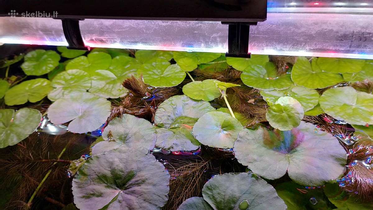 Akvariumo augalai pigiai, Easy-life Profito trąšos - nuotraukos Nr. 15