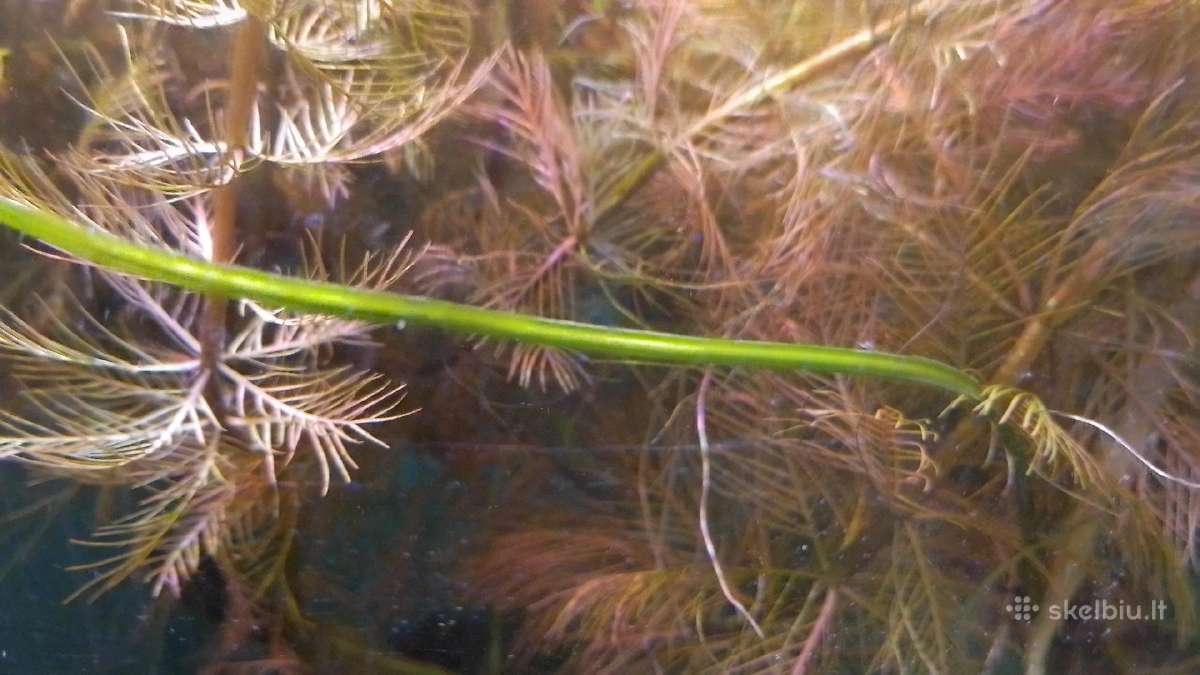 Akvariumo augalai pigiai, Easy-life Profito trąšos - nuotraukos Nr. 24