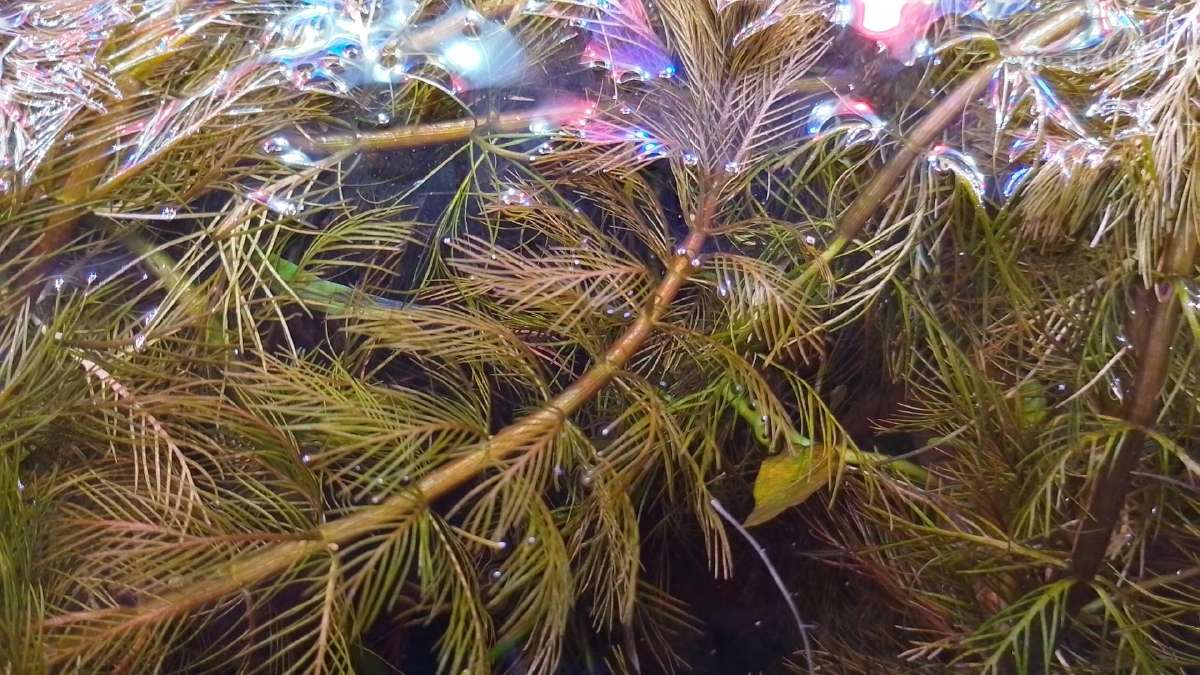 Akvariumo augalai pigiai, Easy-life Profito trąšos - nuotraukos Nr. 25
