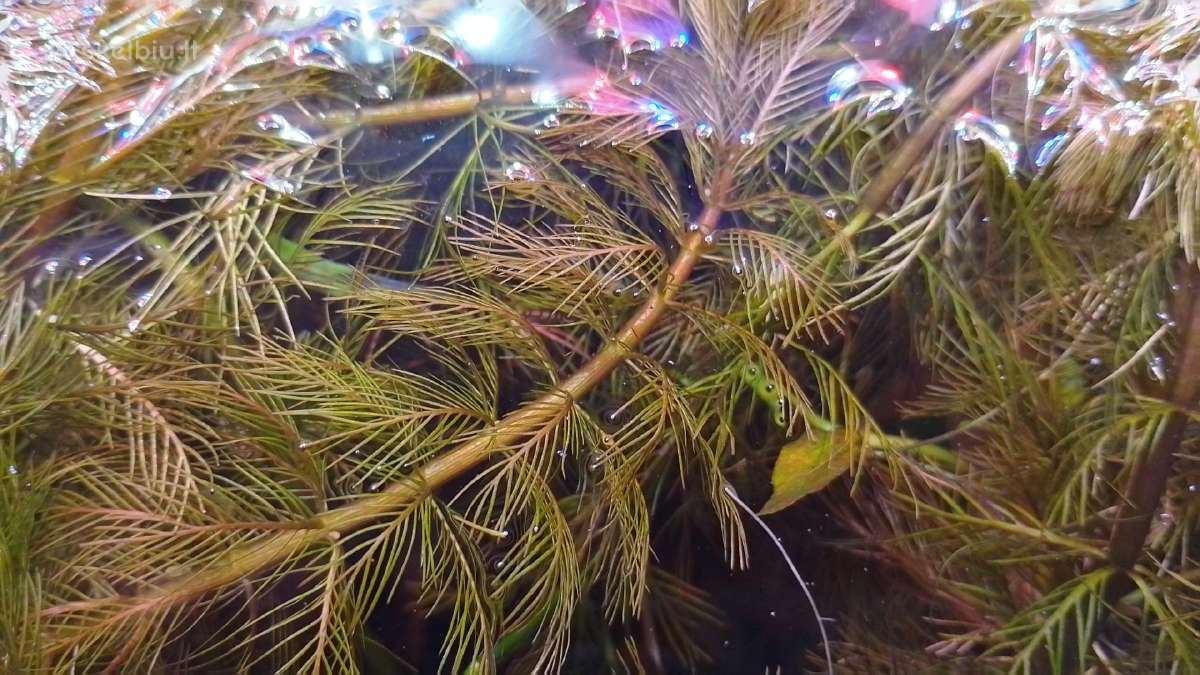 Akvariumo augalai pigiai, Easy-life Profito trąšos - nuotraukos Nr. 26