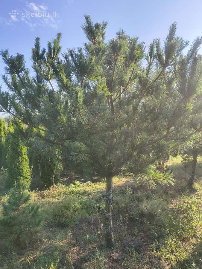 Parduodu kinines pušis ( Pinus Armando). - nuotraukos Nr. 2