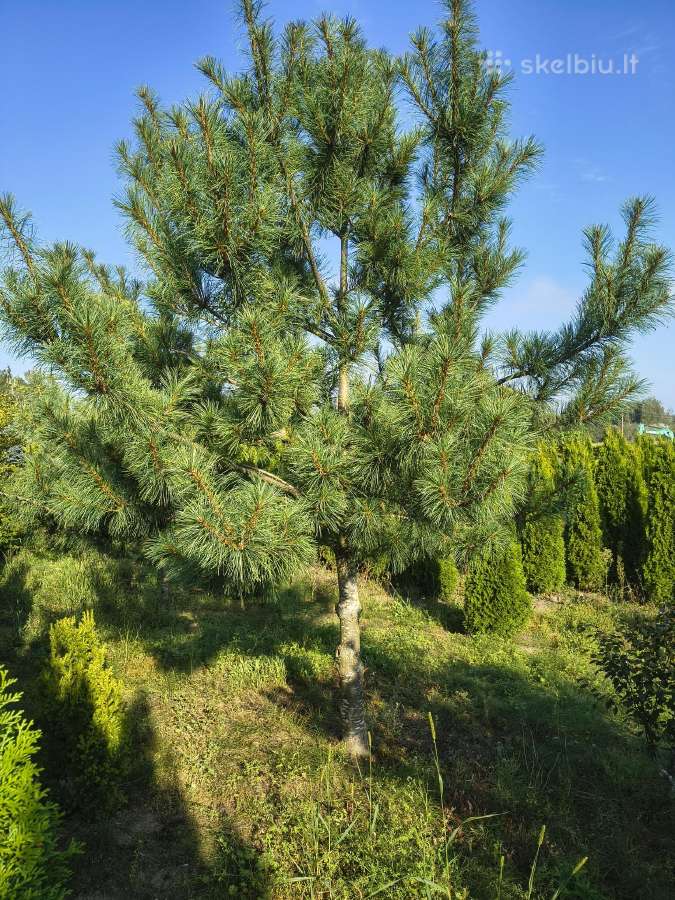 Parduodu kinines pušis ( Pinus Armando). - nuotraukos Nr. 3