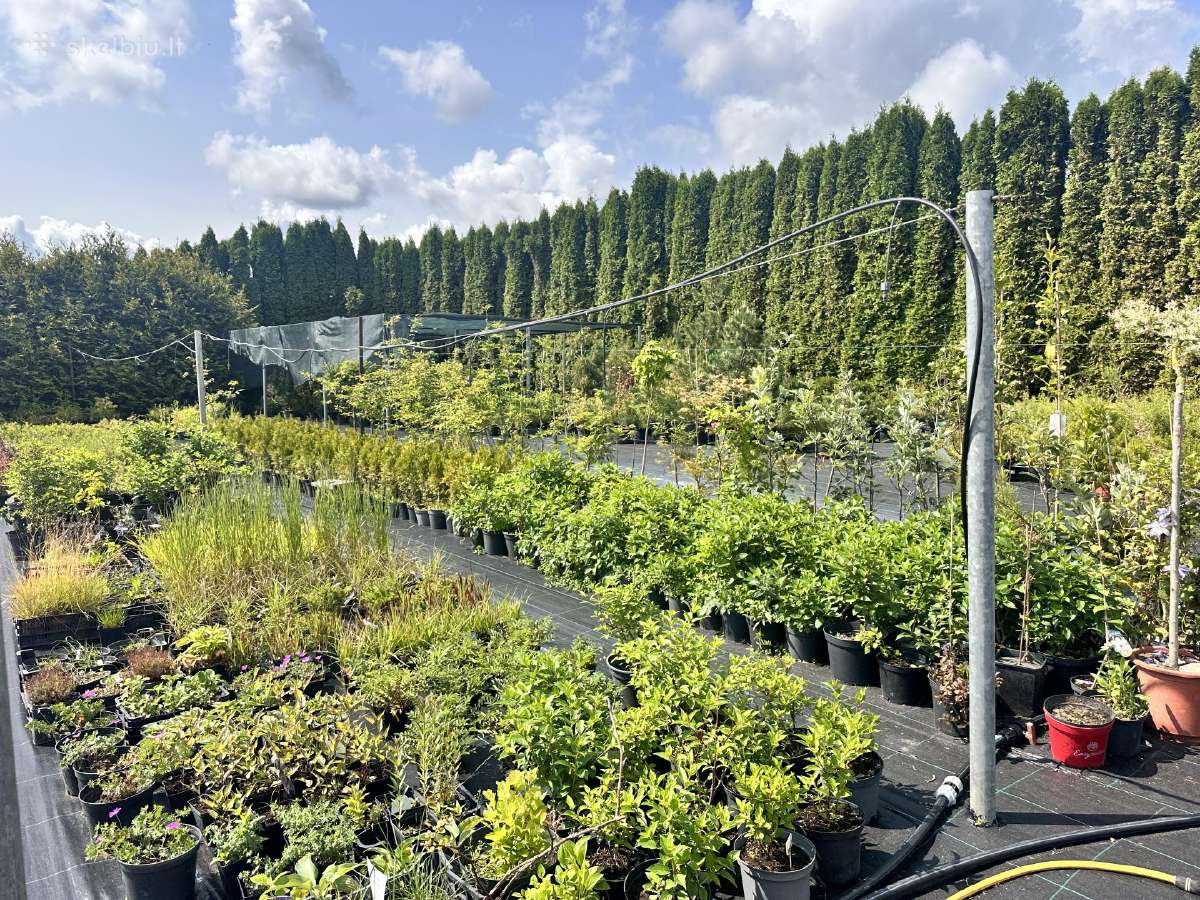 Vaismedžiai, Hortenzijos, Azalijos (Medelynas) - nuotraukos Nr. 6