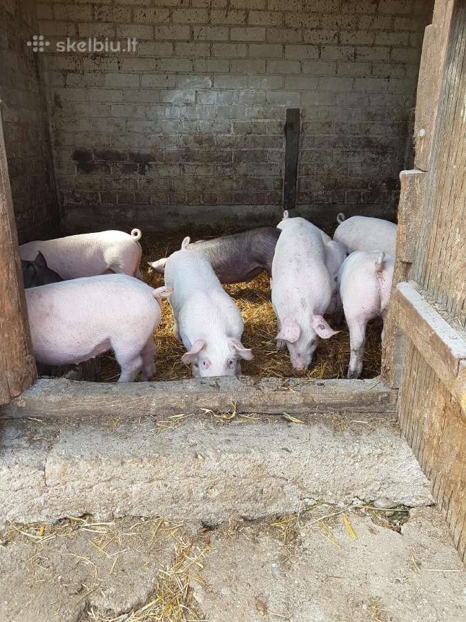 Paršiukai