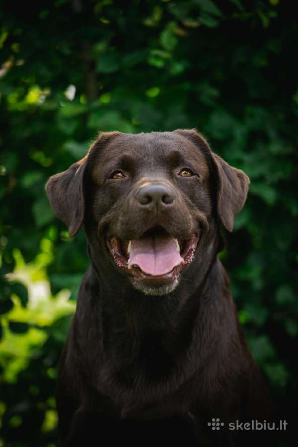 Labradoro retriveris reproduktorius