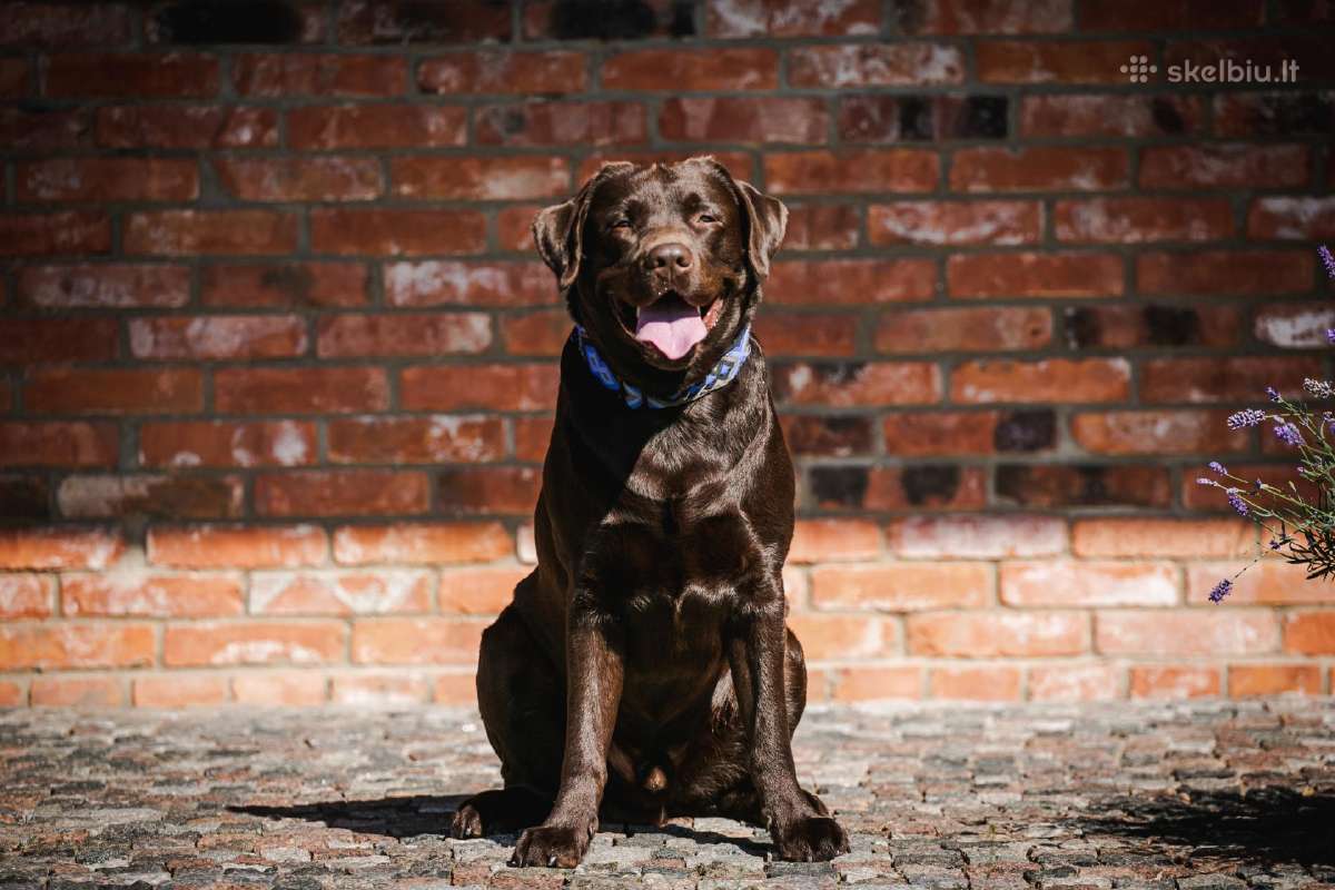 Labradoro retriveris reproduktorius kergimui - nuotraukos Nr. 2
