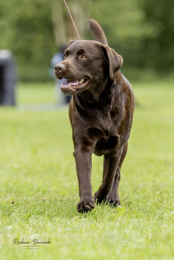 Labradoro retriveris reproduktorius kergimui - nuotraukos Nr. 3