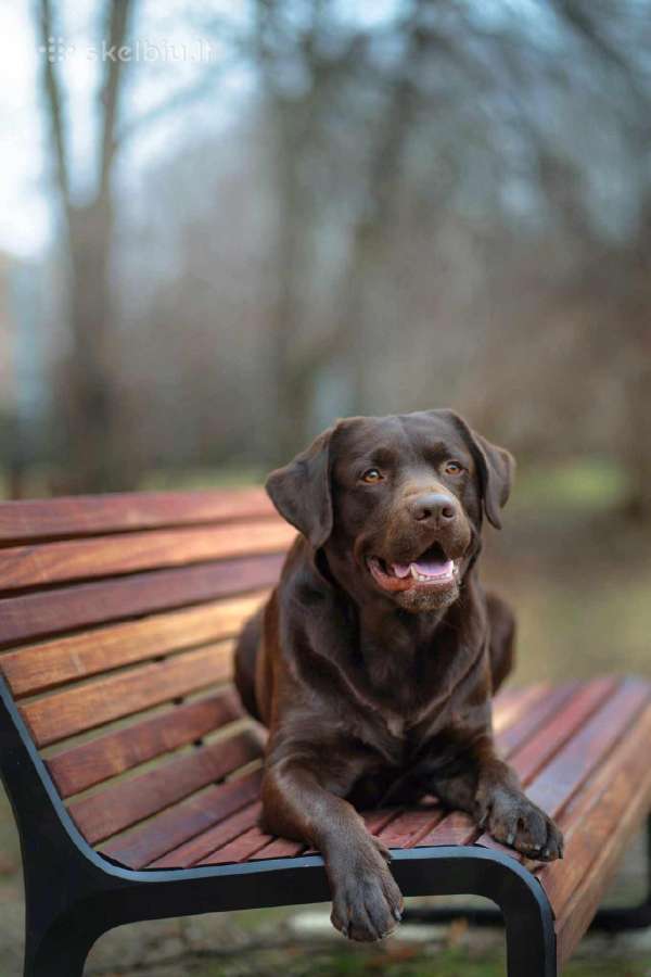 Labradoro retriveris reproduktorius kergimui - nuotraukos Nr. 7