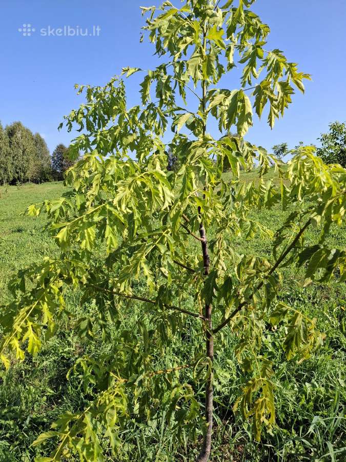 Graikiniai riešutmedžiai skiepyti sodinukai - nuotraukos Nr. 25