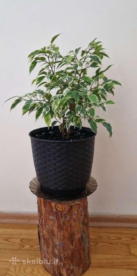 Margalapis fikusas