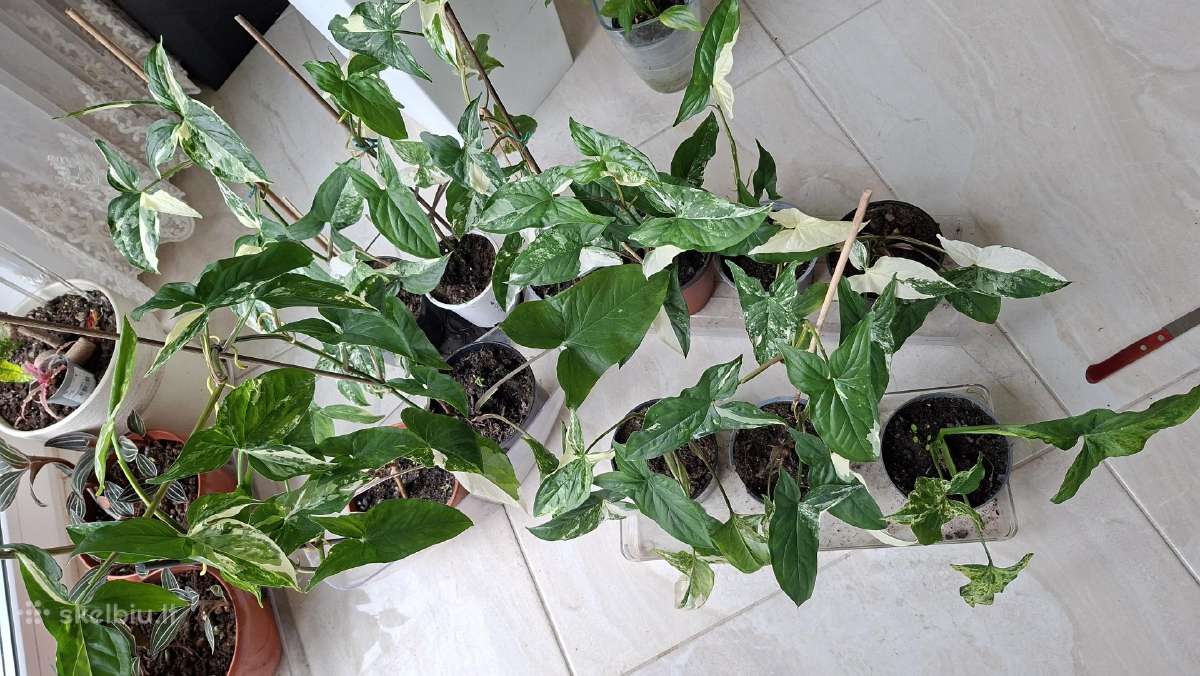 Syngonium Amerald Gem kolekcinis augalas.arba Alba - nuotraukos Nr. 4