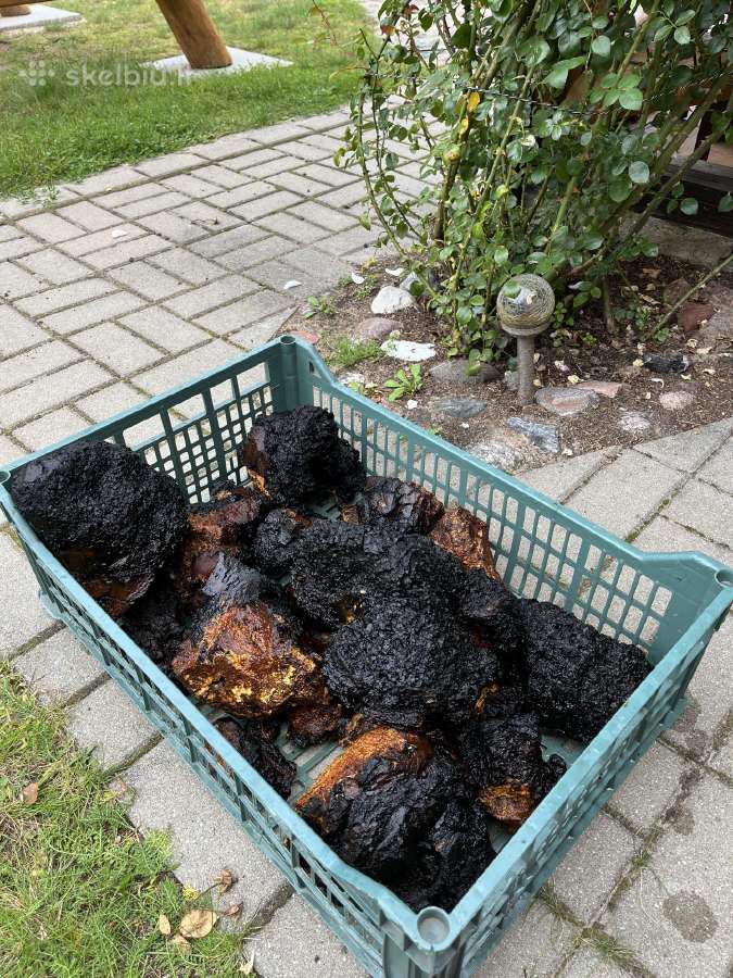 Juodasis beržo grybas čaga (chaga,čiaga) - nuotraukos Nr. 6