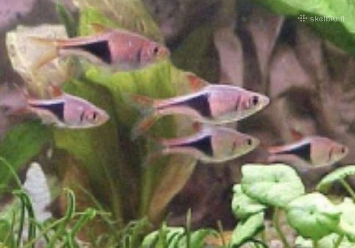 Įv. akvariuminės žuvelės Šiauliuose - nuotraukos Nr. 21