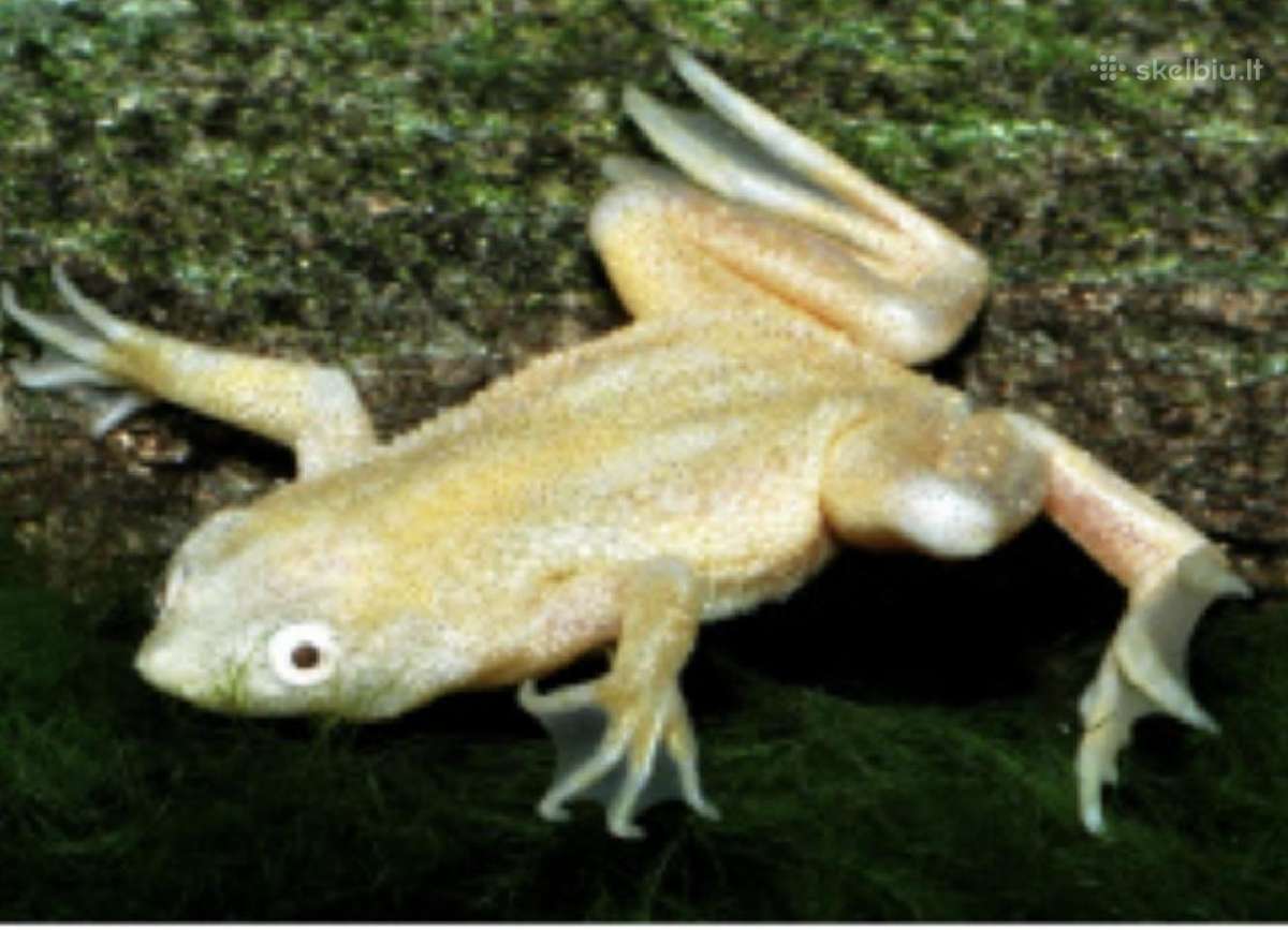Įv. akvariuminės žuvelės Šiauliuose - nuotraukos Nr. 25