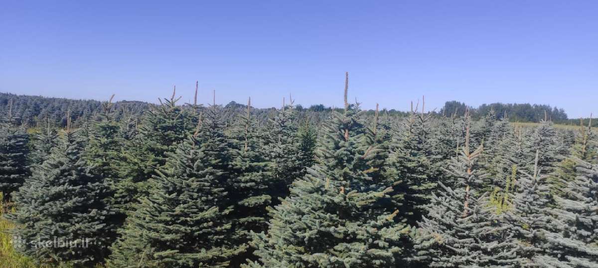 Sidabrines eglutes 1-1,6 m. kaledines eglutes - nuotraukos Nr. 19