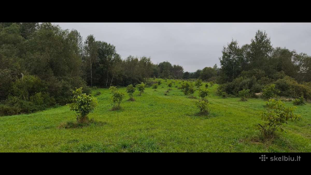 Riešutmedžiai - nuotraukos Nr. 5