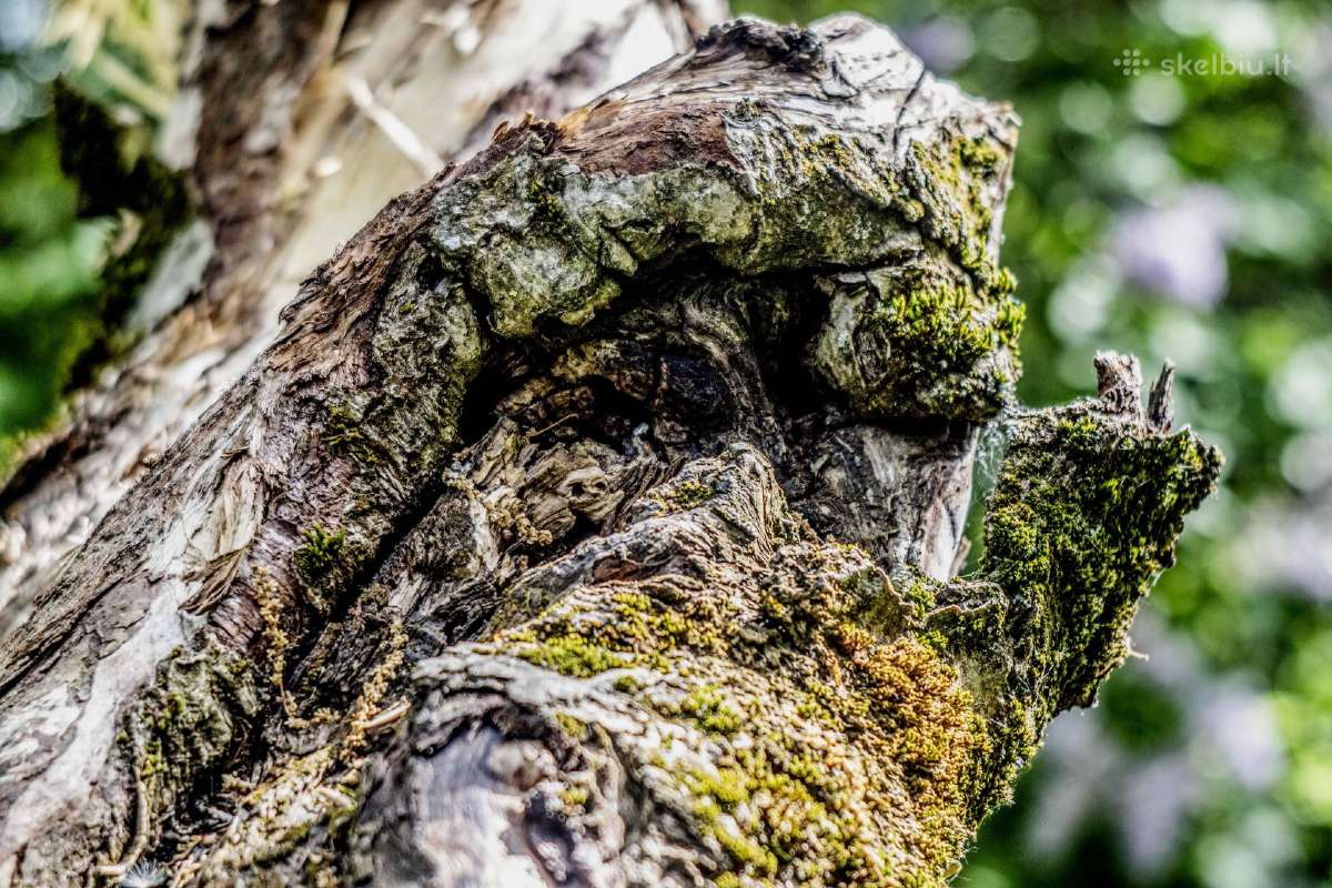 Įvairūs objektyvai fotoaparatams - nuotraukos Nr. 26