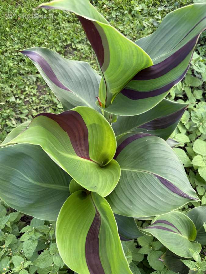 Tropicana canna