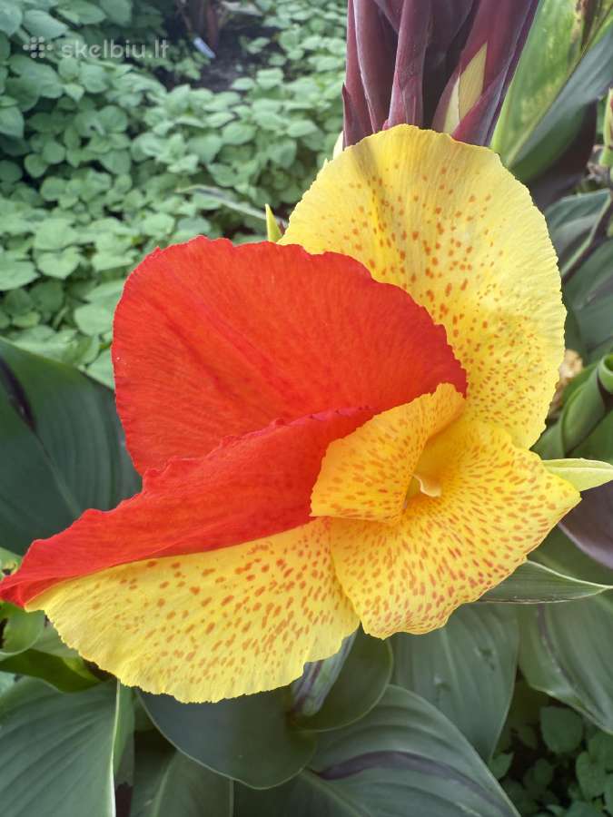 Tropicana canna - nuotraukos Nr. 2
