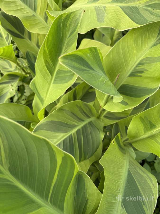 Wolfsong canna