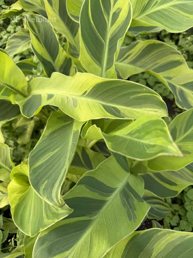 Wolfsong canna - nuotraukos Nr. 2