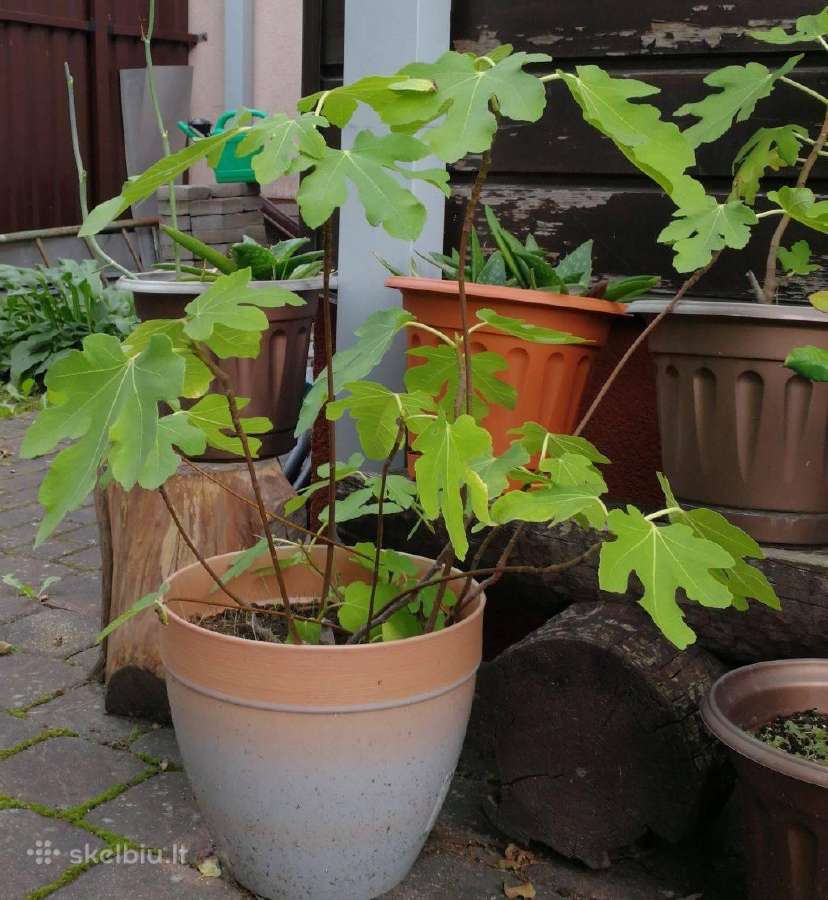 Dovanoju figmedį simpatiškai merginai/moteriai - nuotraukos Nr. 3