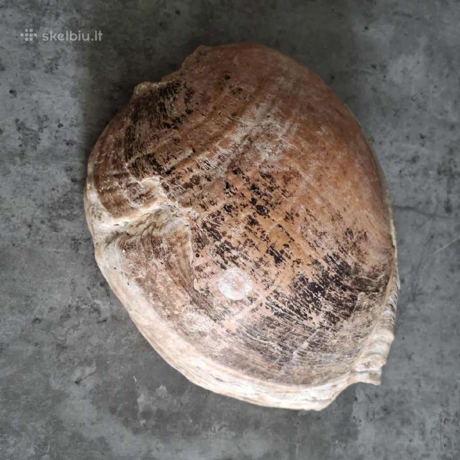 Didelė jūros kriauklė ~27 cm - nuotraukos Nr. 2