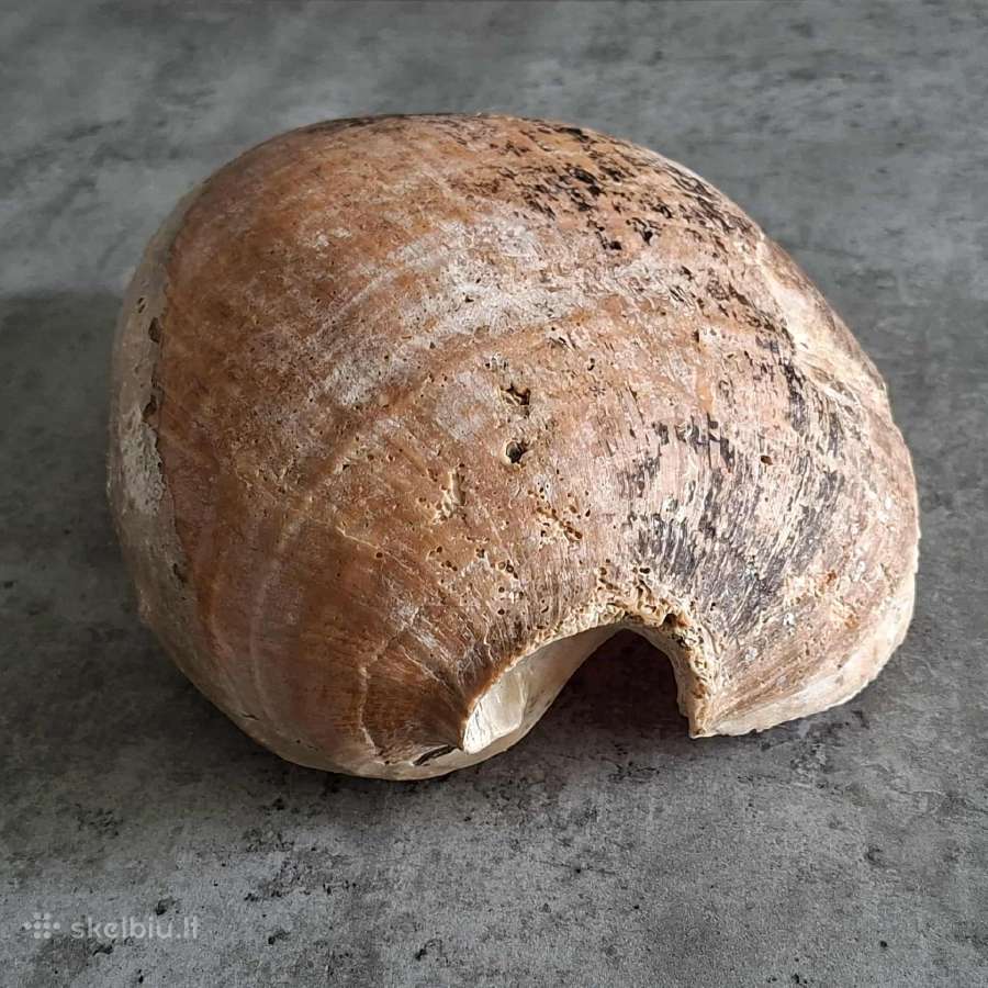 Didelė jūros kriauklė ~27 cm - nuotraukos Nr. 3