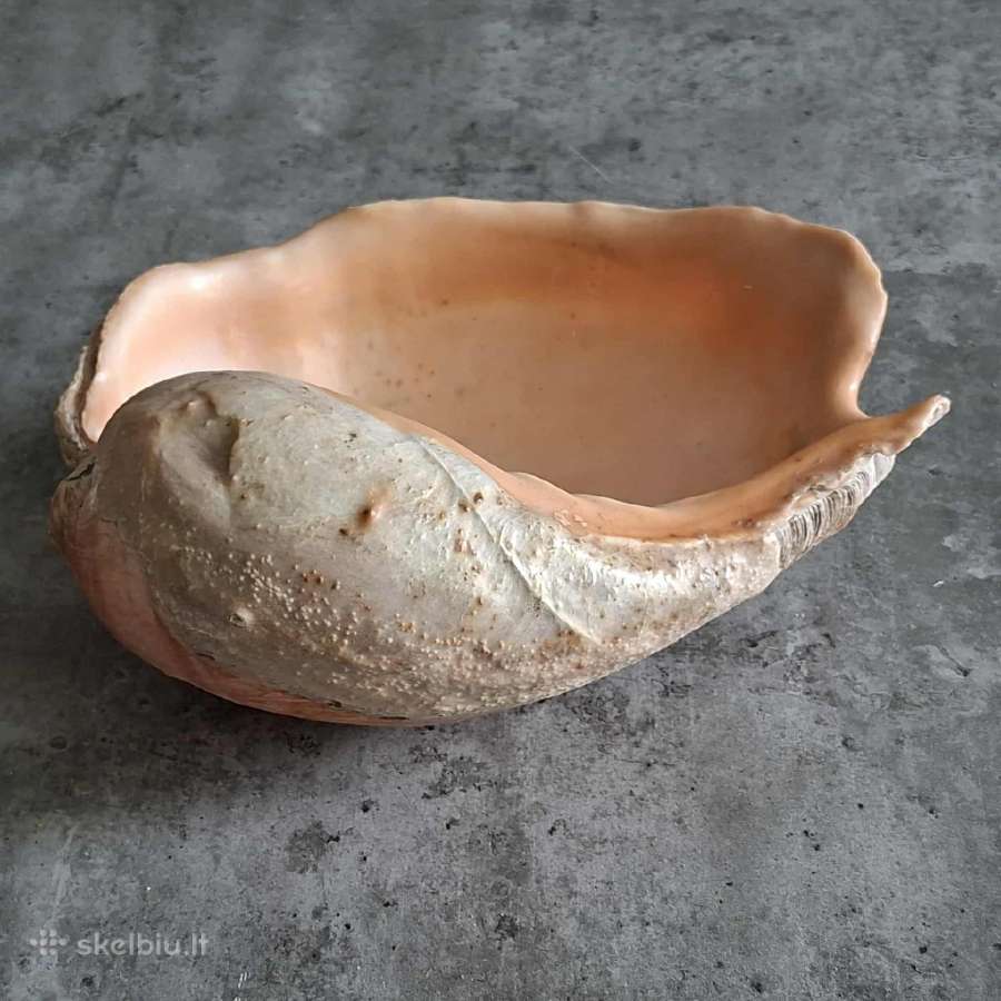 Didelė jūros kriauklė ~27 cm - nuotraukos Nr. 4