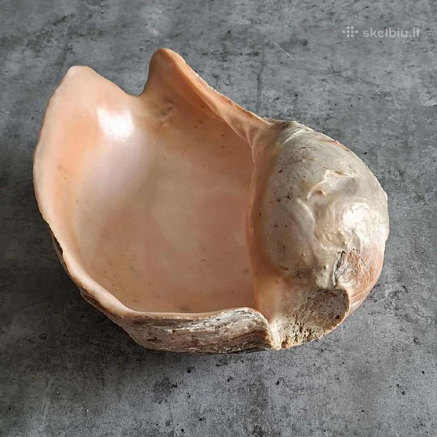Didelė jūros kriauklė ~27 cm