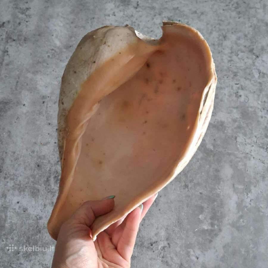 Didelė jūros kriauklė ~27 cm - nuotraukos Nr. 6