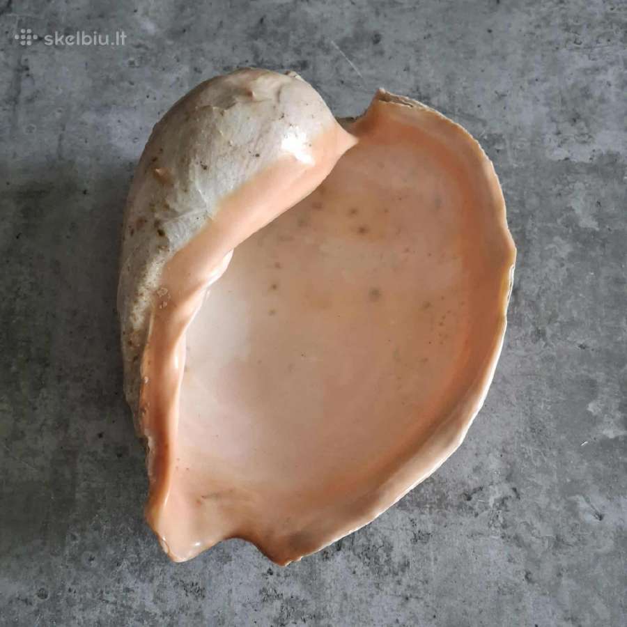 Didelė jūros kriauklė ~27 cm - nuotraukos Nr. 7