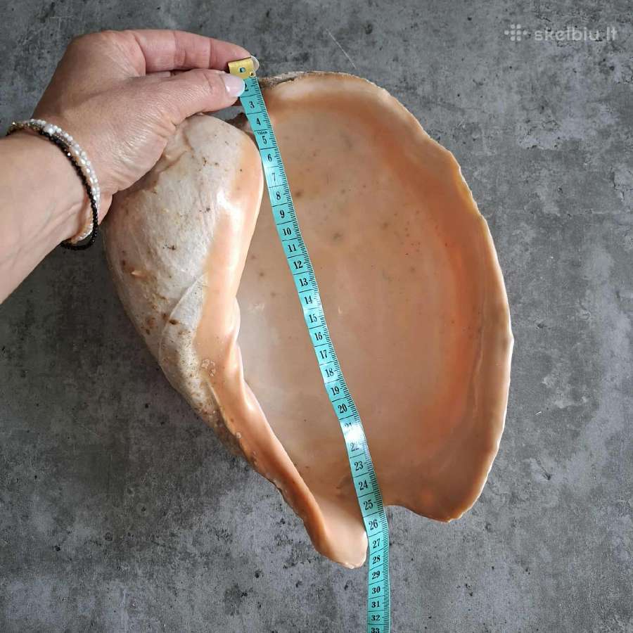 Didelė jūros kriauklė ~27 cm - nuotraukos Nr. 8