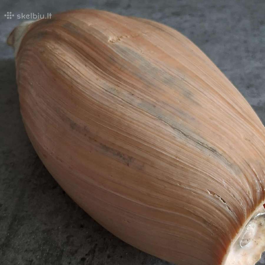 Didelė jūros kriauklė - 31 cm. - nuotraukos Nr. 4