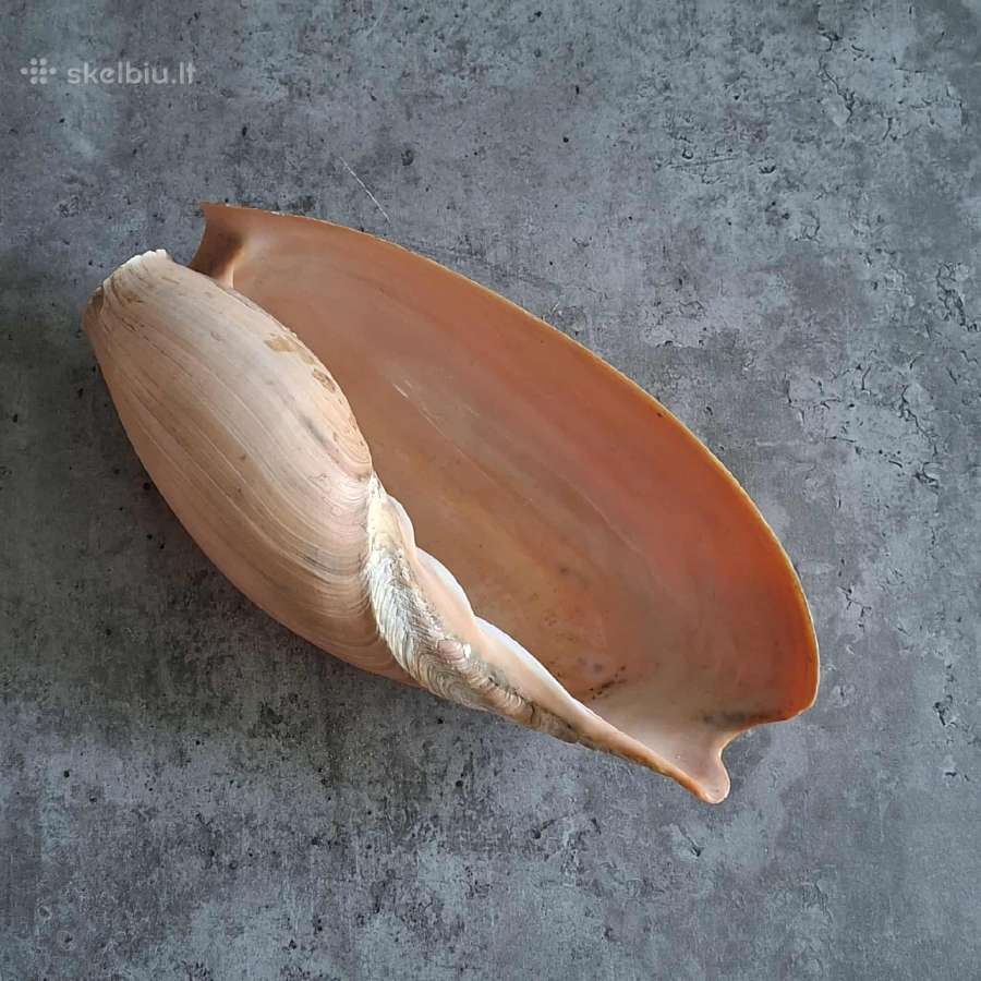 Didelė jūros kriauklė - 31 cm. - nuotraukos Nr. 5