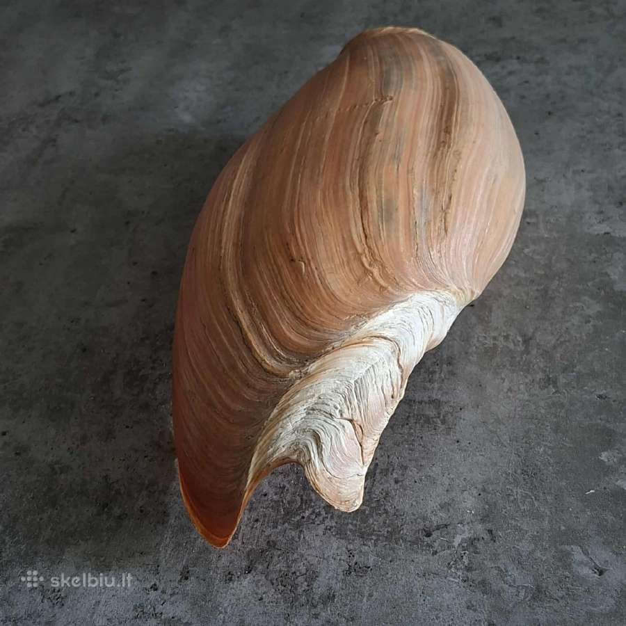 Didelė jūros kriauklė - 31 cm. - nuotraukos Nr. 6